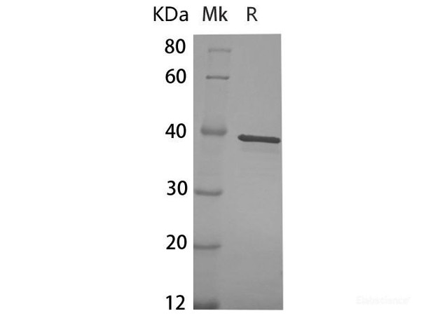 Human Annexin A1/ANXA1 Recombinant Protein (RPES6531)