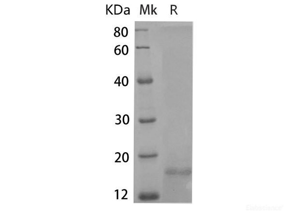Human IL-4 Recombinant Protein (RPES6538)