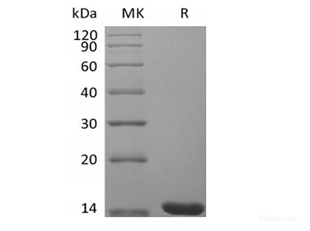 Recombinant Mouse Fibroblast Growth Factor 4/FGF-4 (RPES6647)