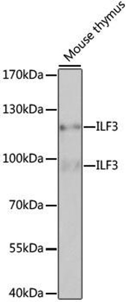 Anti-ILF3 Antibody (CAB2496)