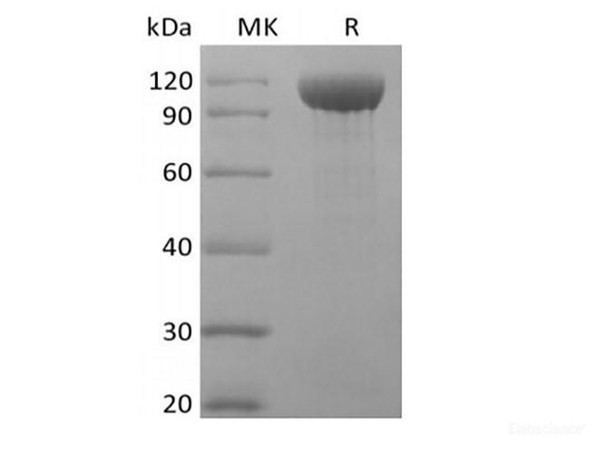 Recombinant Rhesus Macaque Angiopoietin-2/ANG2 (C-Fc) (RPES6789)