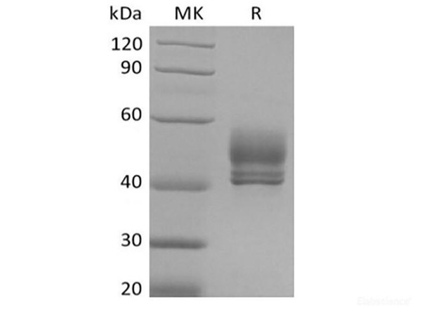 Recombinant Cynomolgus CD3D&CD3E Heterodimer (C-Fc-Flag&C-Fc-6His) (RPES6796)