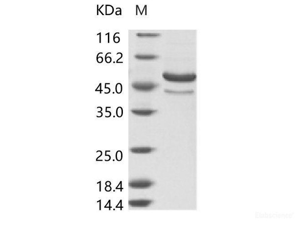 DENV (type 2, strain New Guinea C/PUO-218 hybrid) E / Envelope Recombinant Protein (ECD, His Tag) (RPES6891)