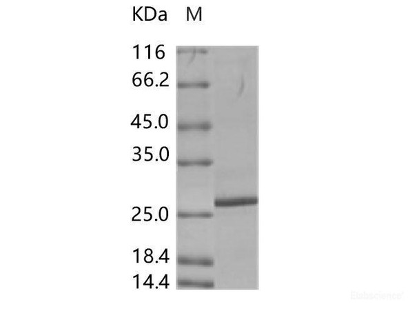 Porcine circovirus 2 (PCV2) Capsid Recombinant Protein (His Tag) (RPES6994)