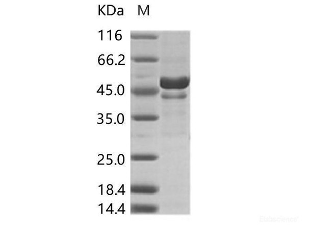 ZIKV (strain Zika SPH2015) Envelope Recombinant Protein ( His Tag) (RPES7014)