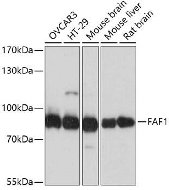 Anti-FAF1 Antibody (CAB2921)