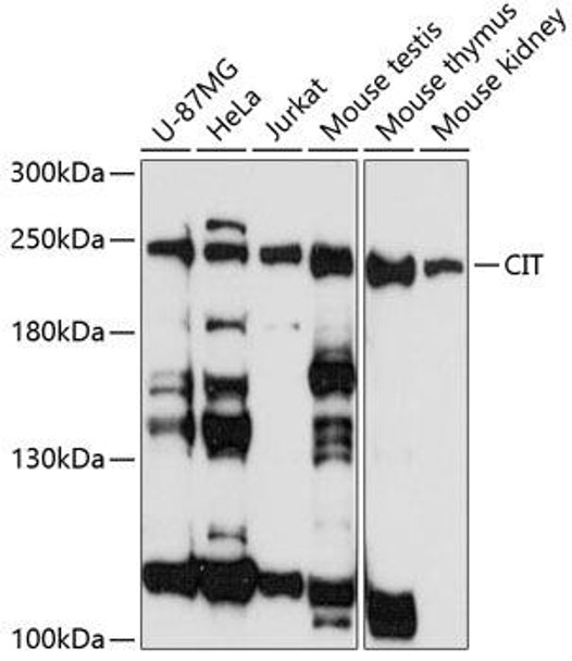 Anti-CIT Antibody (CAB3668)