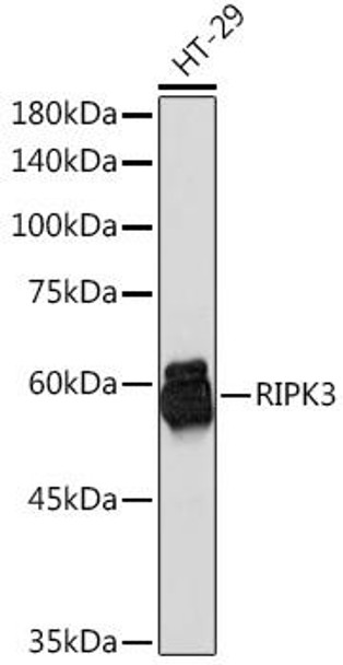 Anti-RIPK3 Antibody (CAB5431)