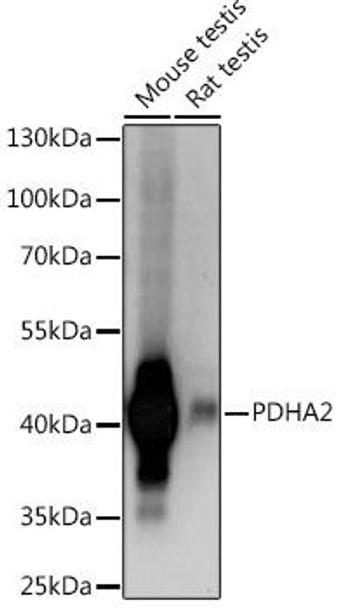 Anti-PDHA2 Antibody (CAB16944)