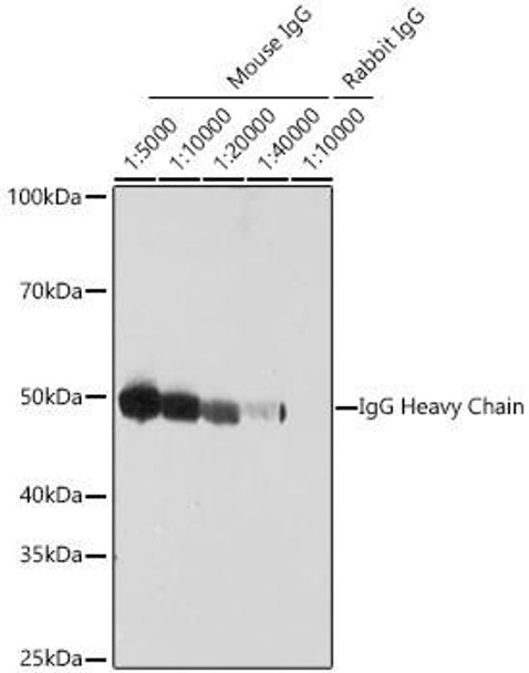 HRP-conjugated Goat anti-Mouse IgG Heavy Chain (CABS064)