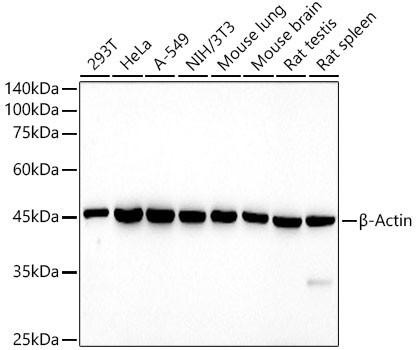 HRP-conjugated β-Actin Mouse Monoclonal Antibody (CABC043)
