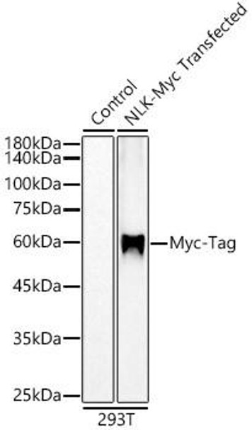 Myc-Tag Rabbit Monoclonal Antibody (CABE070)