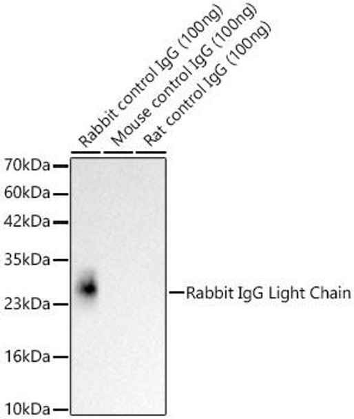 HRP-conjugated Mouse anti-Rabbit IgG Light Chain (CABS061)