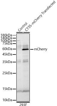 mCherry Rabbit Polyclonal Antibody (CABE171)