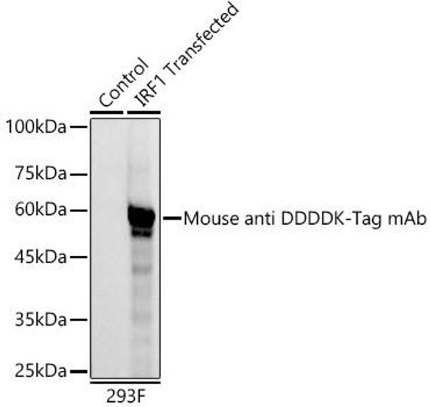 HRP-conjugated Mouse anti DDDDK-Tag Monoclonal Antibody (CABE024)