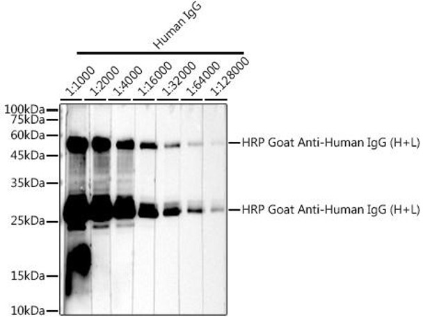 HRP-conjugated Goat anti-Human IgG (H+L) (CABS002)