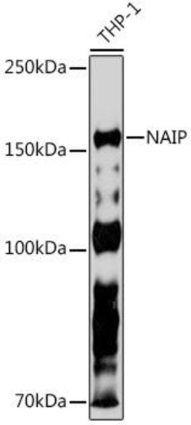 Anti-NAIP Antibody (CAB19730)