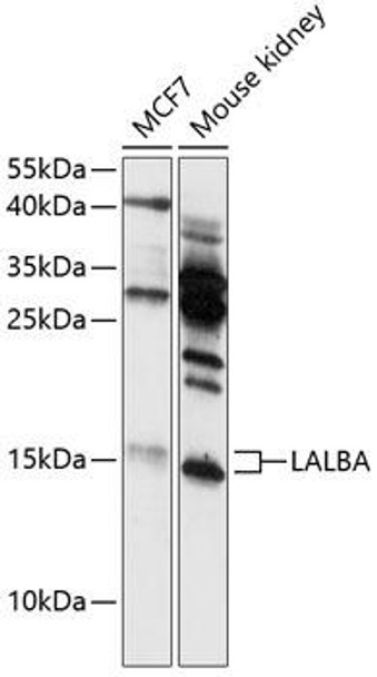 Anti-LALBA Antibody (CAB12690)