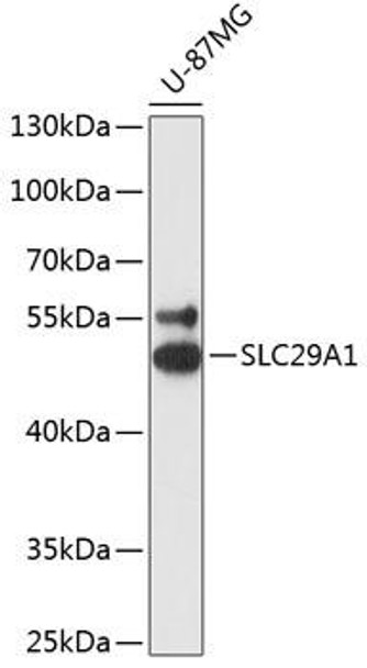Anti-SLC29A1 Antibody (CAB13204)