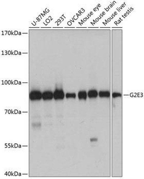 Anti-G2E3 Antibody (CAB14410)