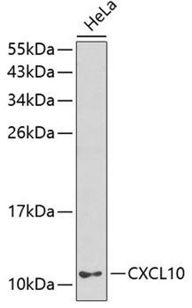 Anti-CXCL10 Antibody (CAB1457)