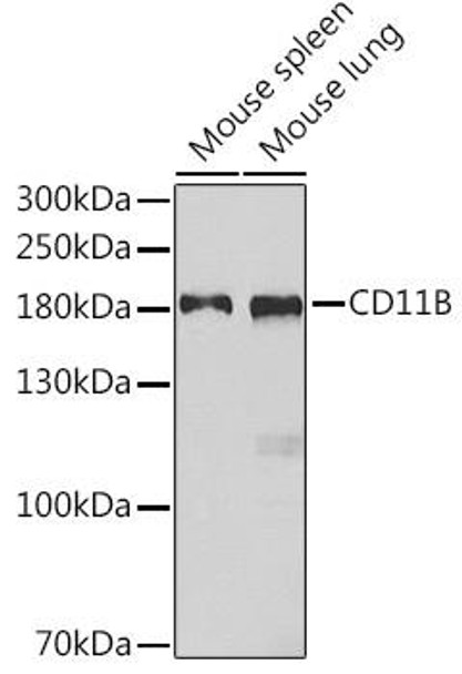 Anti-CD11B Antibody (CAB1581)