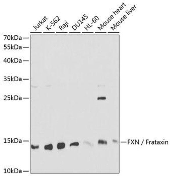 Anti-FXN / Frataxin Antibody (CAB1745)