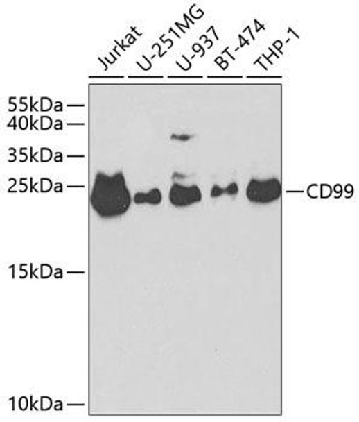 Anti-CD99 Antibody (CAB2028)