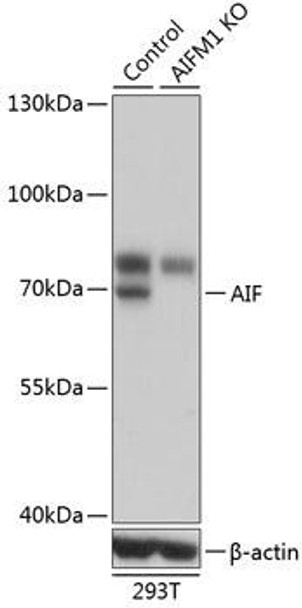 Anti-AIF Antibody (CAB2568)[KO Validated]