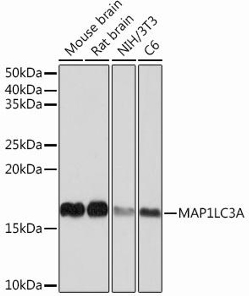 Anti-MAP1LC3A Antibody (CAB12319)