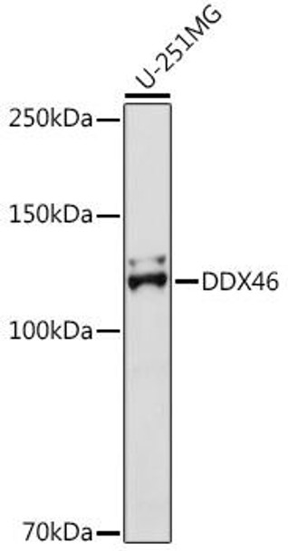 Anti-DDX46 Antibody (CAB18494)