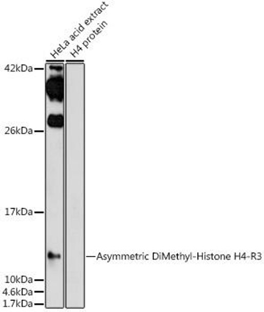 Anti-Asymmetric DiMethyl-Histone H4-R3 Antibody (CAB7261)