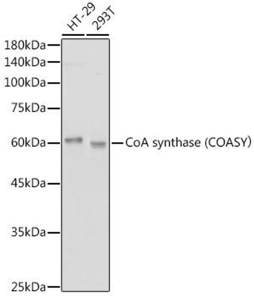 Anti-CoA synthase (COASY? Antibody (CAB0928)