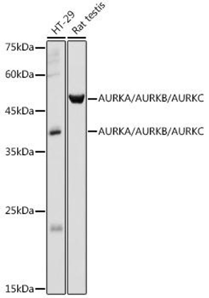 Anti-AURKA/AURKB/AURKC Antibody (CAB20314)