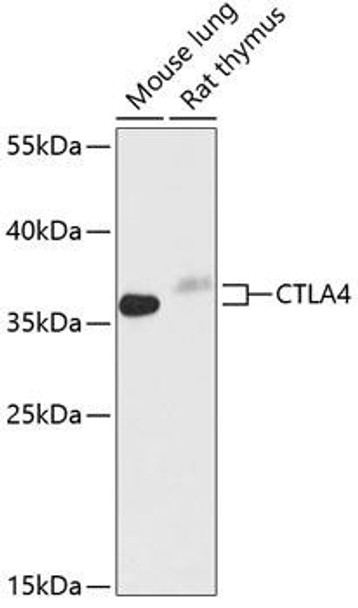 Anti-CTLA4 Antibody (CAB13965)