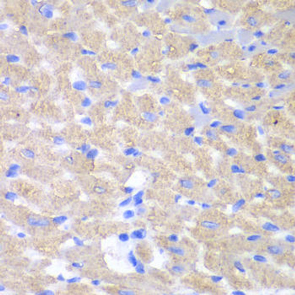 Anti-GPAM Antibody (CAB6610)