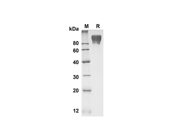 Recombinant Mouse CEACAM-1/CD66a Protein (Fc Tag) (RPES8474)