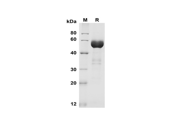 Recombinant Mouse EpCAM/TROP-1 Protein (Fc Tag) (RPES8501)