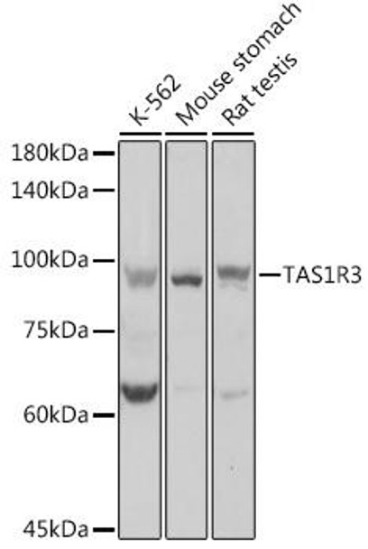 Anti-TAS1R3 Antibody (CAB10157)