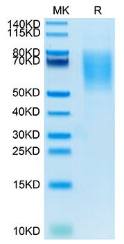 Biotinylated Recombinant Human MUC-16/CA125 Protein (RPCB0004)