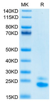 Biotinylated Recombinant Human? TNFRSF10B/DR5/TRAIL-R2/CD262 Protein (RPCB0010)