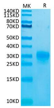 Biotinylated Recombinant Human Thymic stromal lymphopoietin/TSLP (R127A, R130A) Protein (RPCB0023)