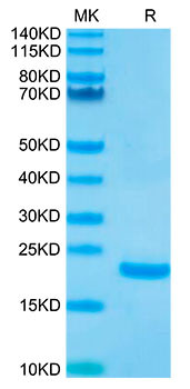 Biotinylated Recombinant Human IL-10 Protein (RPCB0033)