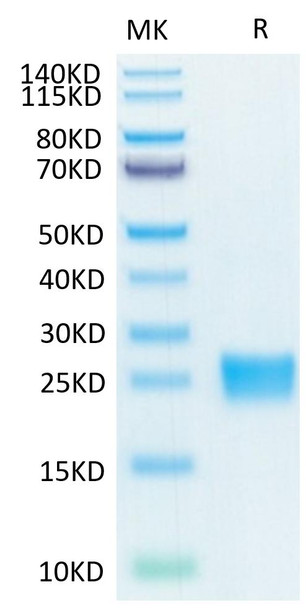 Biotinylated Recombinant Human IL-17F Protein (RPCB0037)