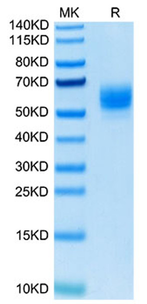 Biotinylated Recombinant Human TNFSF18/GITR Ligand Trimer Protein (Primary Amine Labeling) (RPCB0076)