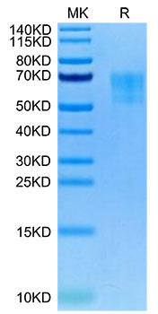 Biotinylated Recombinant Human WAIF1/5T4/TPBG Protein (RPCB0078)