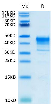 Biotinylated Recombinant Cynomolgus Mesothelin/MSLN Protein (Primary Amine Labeling) (RPCB0088)