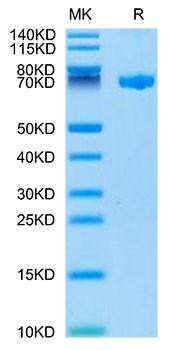 Biotinylated Recombinant Human CLEC2D Protein (RPCB0092)