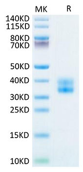 Biotinylated Recombinant Human TNFRSF9/4-1BB/CD137 Protein (RPCB0098)