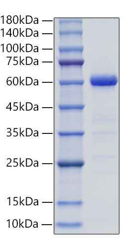 Recombinant Mouse Ephrin-B3/EFNB3 Protein (RPCB0102)